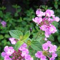 Lantana montevidensis